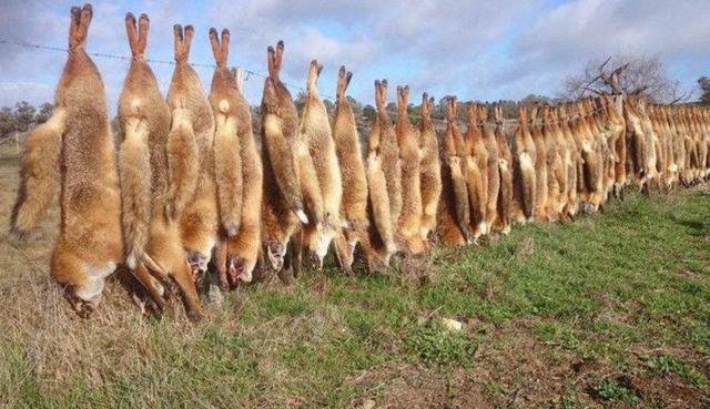 澳大利亚野兔泛滥成灾的原因（兔子真的吃不完完吗）