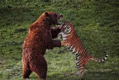 老虎打得过棕熊吗，棕熊的战力有多强