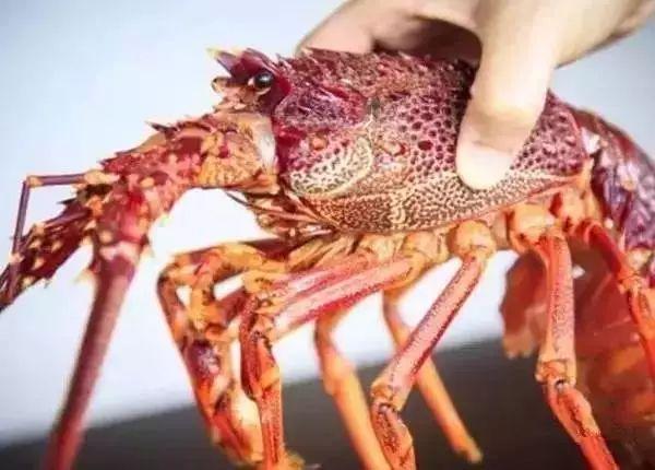 龙虾真的能永生吗？
