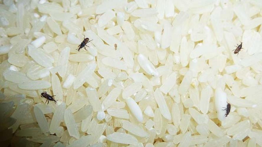 有米虫的大米还可以食用吗（能不能吃）