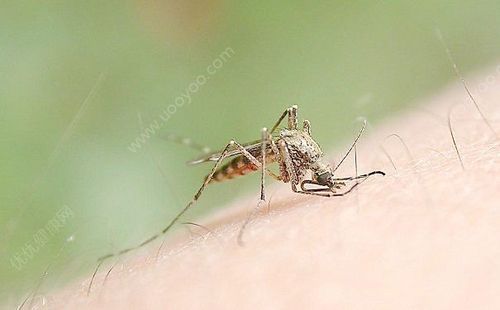 蚊子超过40度就不再吸血了吗？