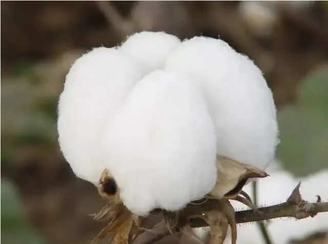棉的面料有哪些分类（棉的面料种类）