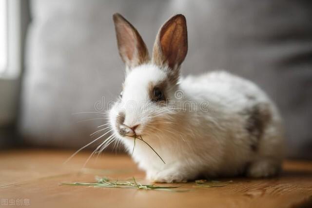 小白兔的生活习性（小白兔的生活习性介绍）