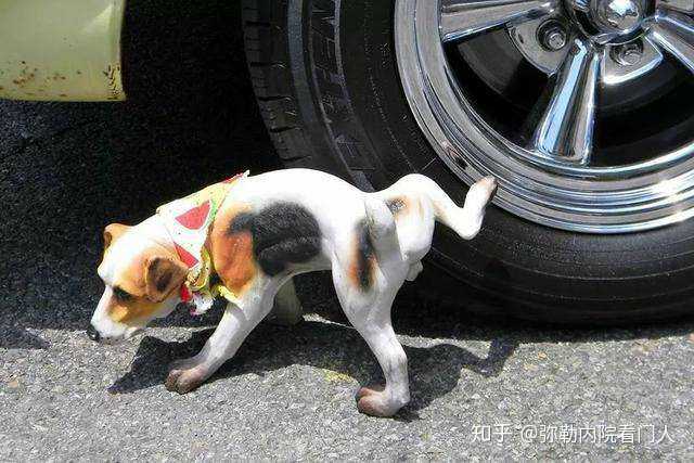 狗在车轮胎上撒尿的原因是什么（为什么喜欢在车轮上撒尿）