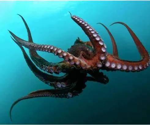 人类捕获最大的章鱼有多大