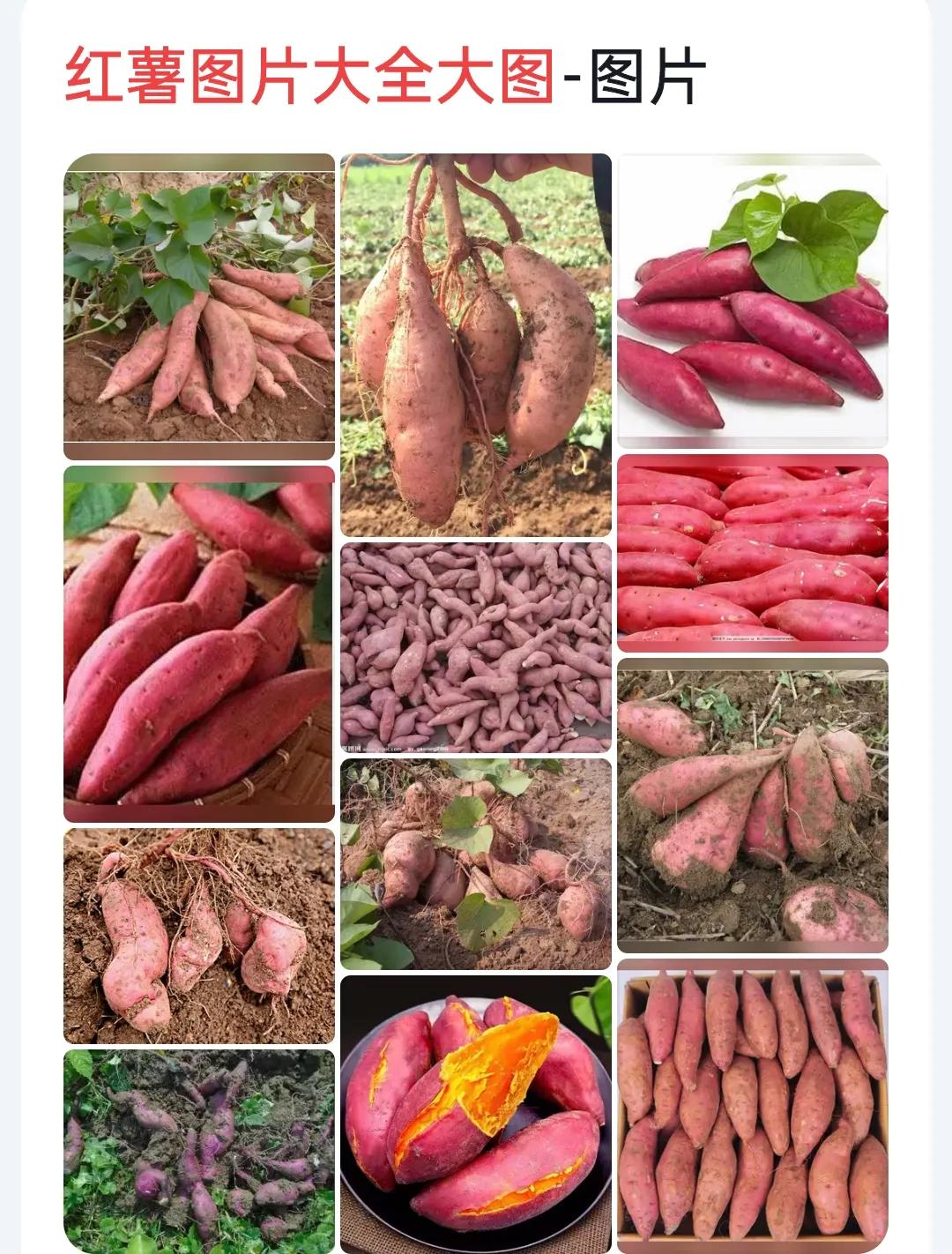 紫薯和红薯的区别（紫薯和红薯不同点是什么）