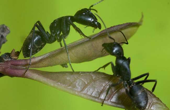 蚂蚁的分工和种类（蚂蚁是怎么分工的）