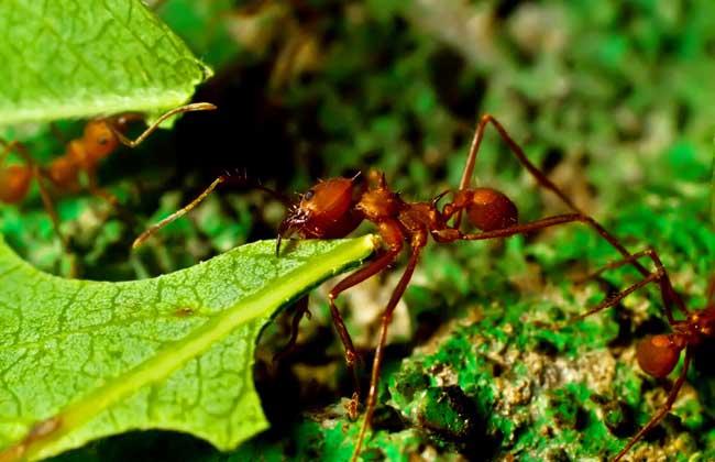 蚂蚁的分工和种类（蚂蚁是怎么分工的）