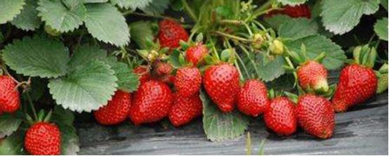 草莓是什么季节的水果（草莓什么季节上市）