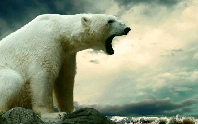 北极熊和东北虎哪个厉害，谁才是真正的王者