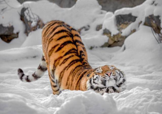 东北虎是几级保护动物，他的战斗力有多强