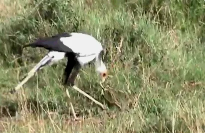 蛇鹫是什么，蛇鹫被誉为非洲毒蛇的天敌蛇鹫