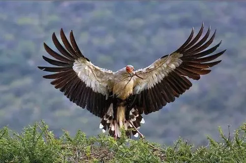 蛇鹫是什么，蛇鹫被誉为非洲毒蛇的天敌蛇鹫