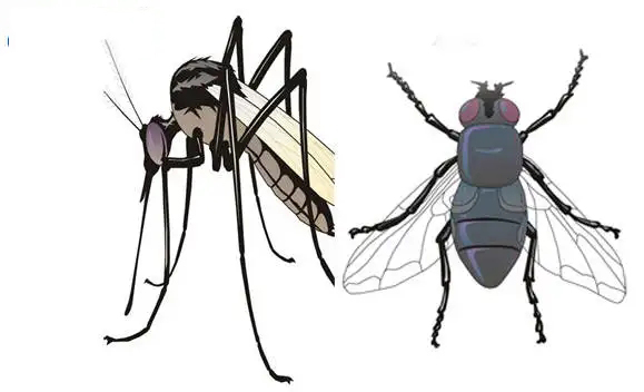 苍蝇和蚊子冬天去哪了，冬天的时候苍蝇和蚊子去哪儿了