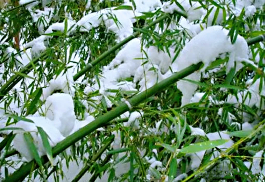 雪压竹枝头点地下联