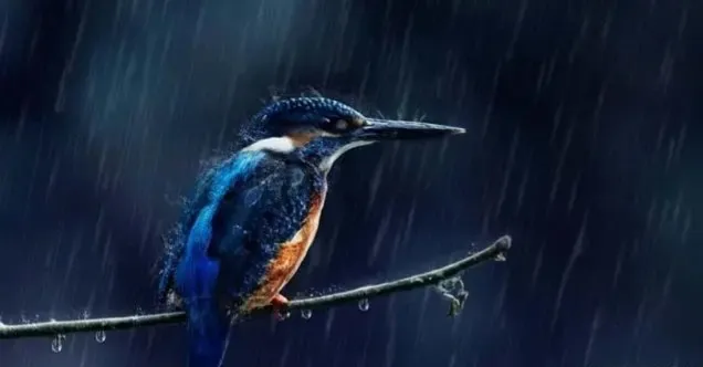 鸟不怕雨淋吗（鸟为什么不怕雨淋）
