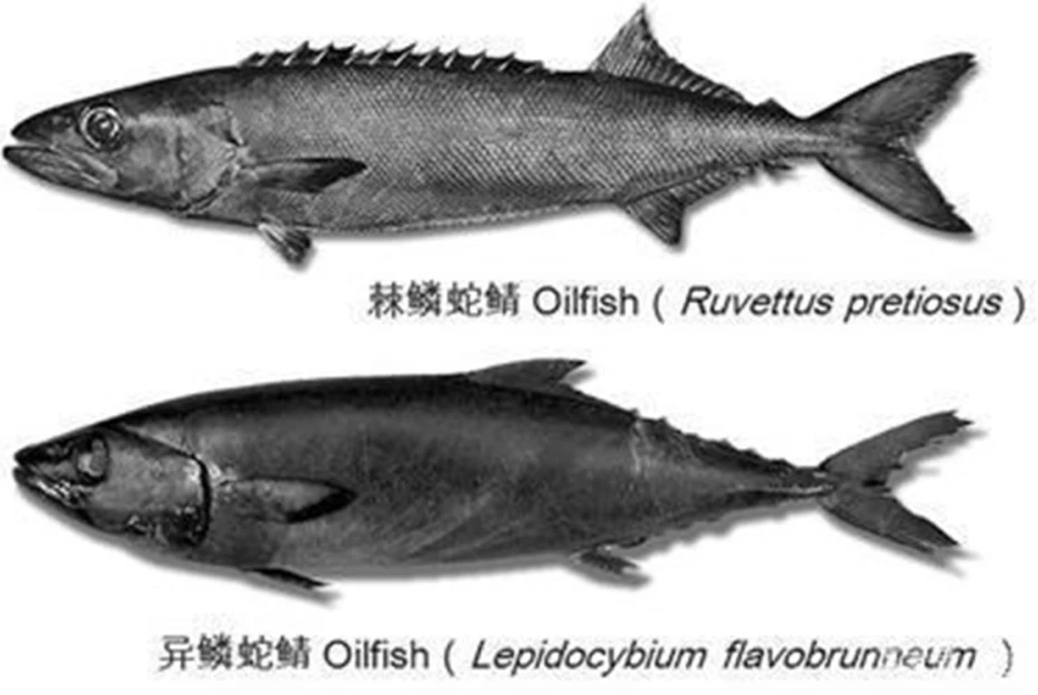 油鱼和鳕鱼的区别（油鱼和鳕鱼有什么不同）