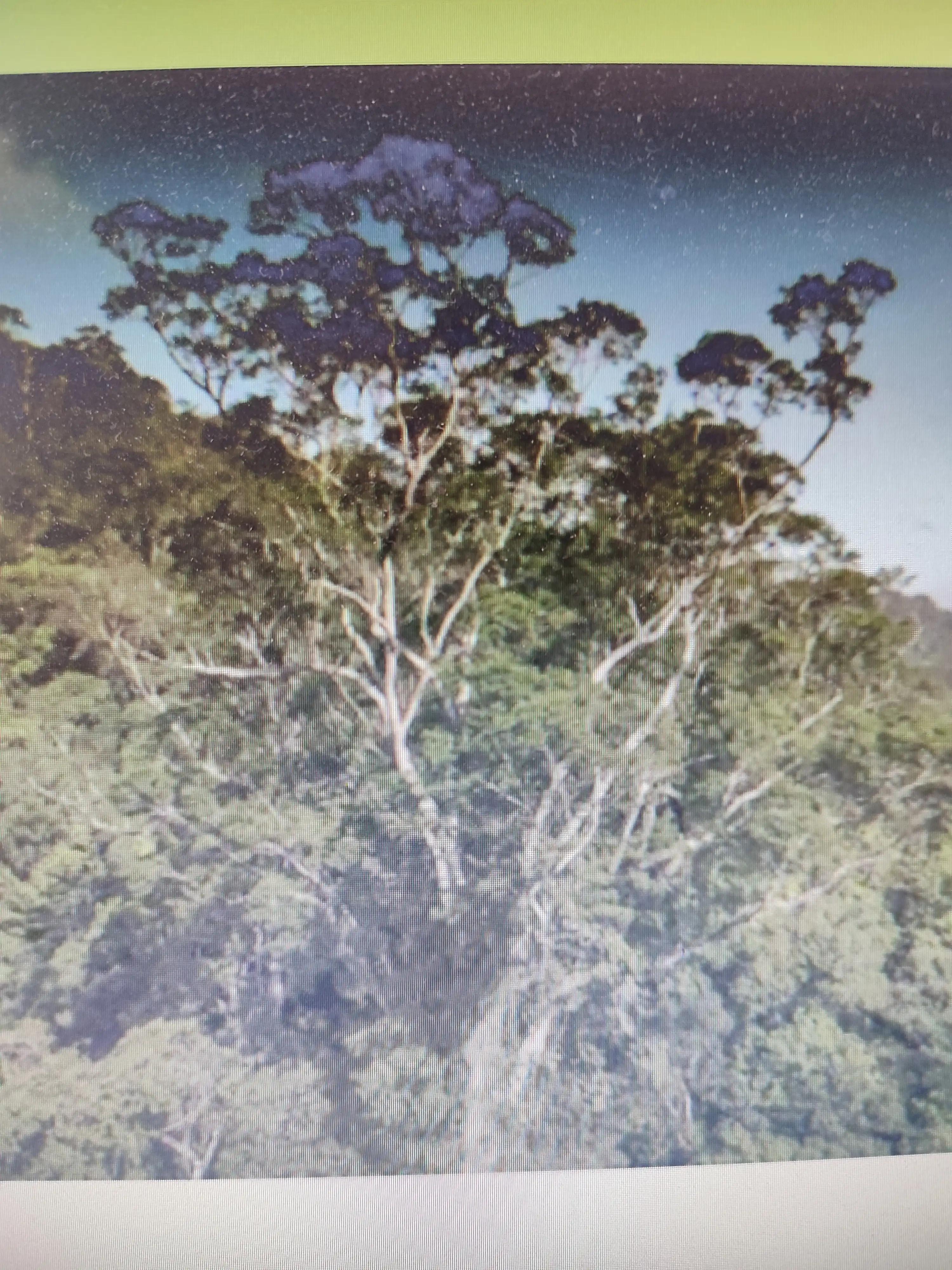 巴西亚马孙地区发现88.5米大树，相当于25层楼高