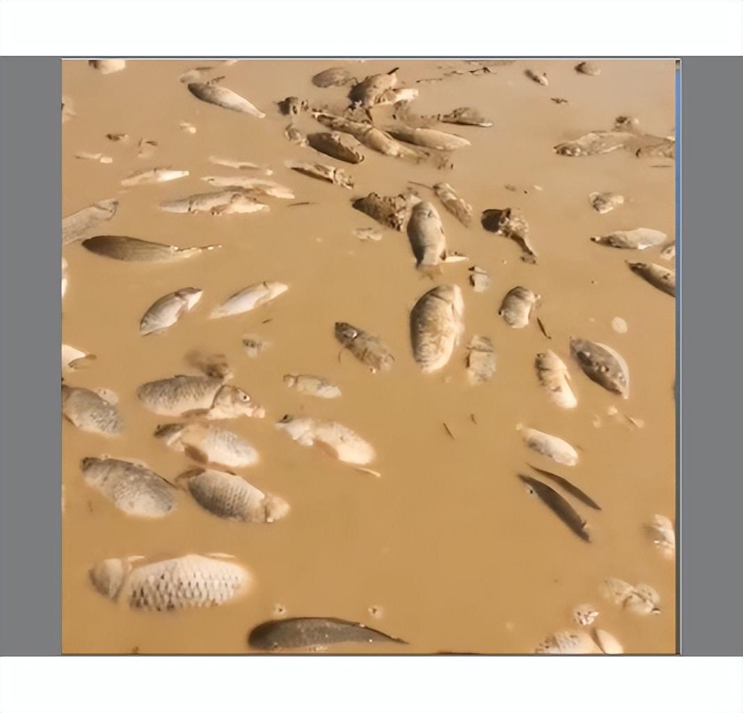 鄱阳湖上万斤鱼搁浅 20多人自费转运