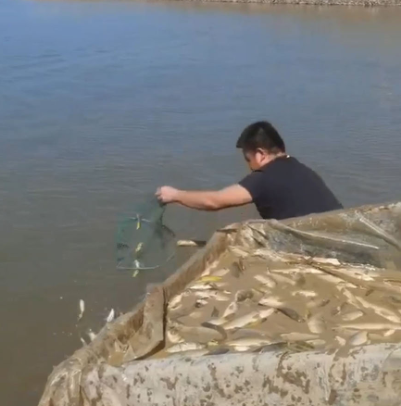 鄱阳湖上万斤鱼搁浅 20多人自费转运