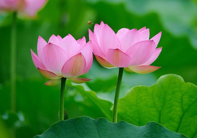 莲花在中国寓意是什么 莲花代表什么象征意义