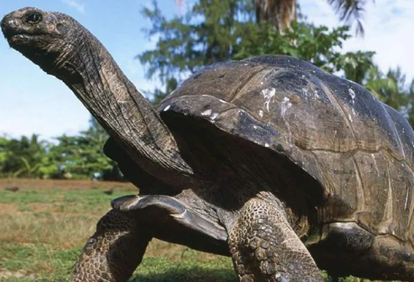 乌龟可以活多久，最长寿的乌龟可以活多少岁