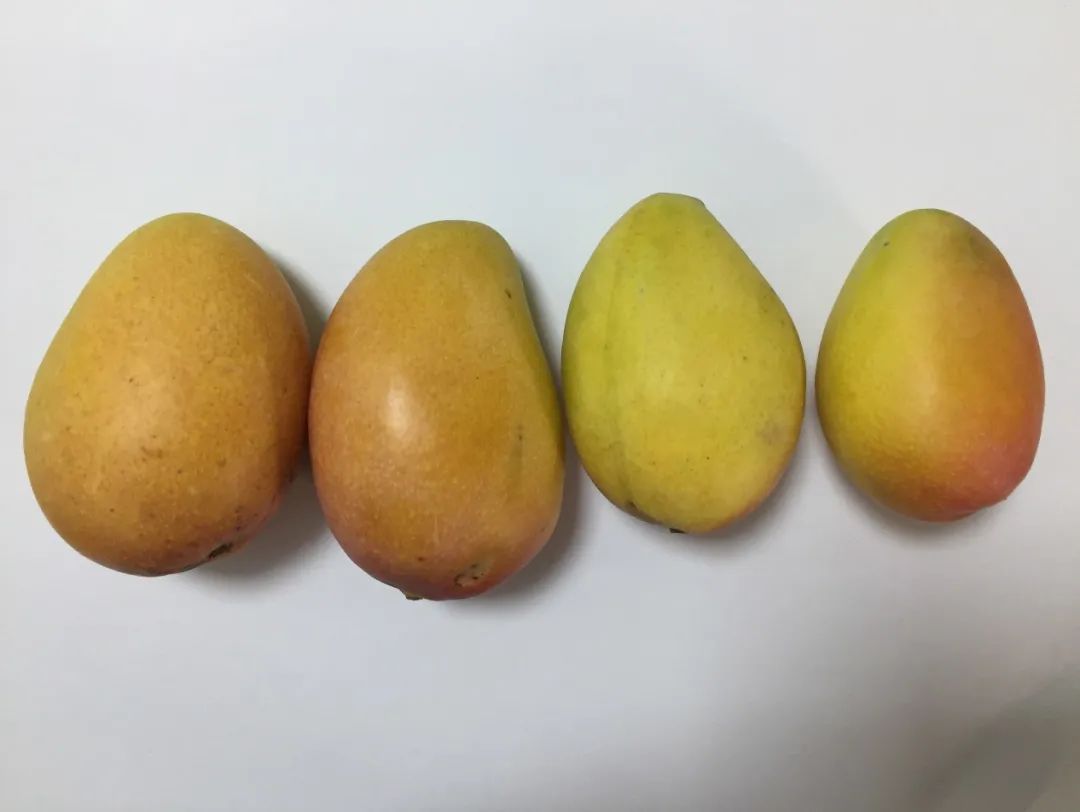 芒果怎么保存 芒果保存方法
