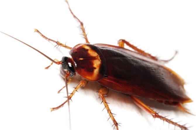 蟑螂的天敌是什么 蟑螂的天敌有哪些动物