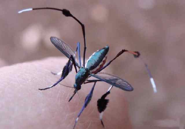 世界上最大的蚊子有多大（世界上最大的蚊子是什么）