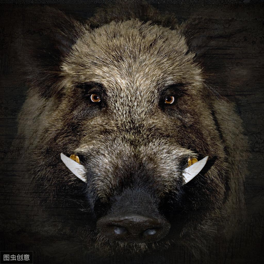 俄罗斯巨型野猪图片图片