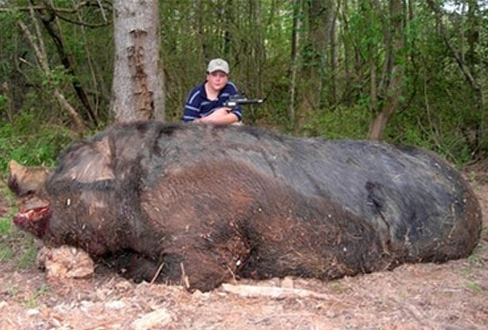 世界上最大野猪有多大，体重达1070斤