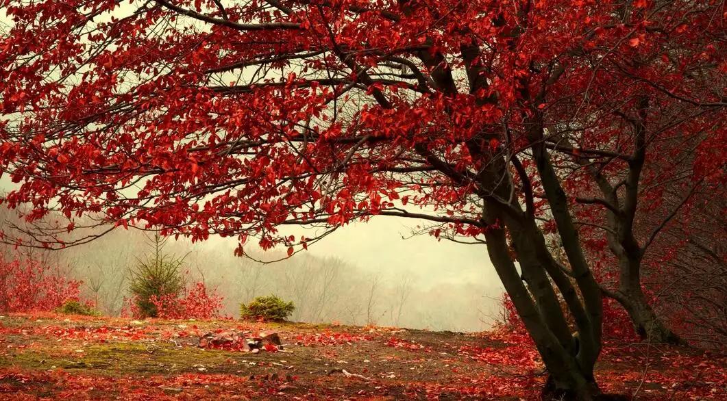 香山红叶观赏高峰期已至
