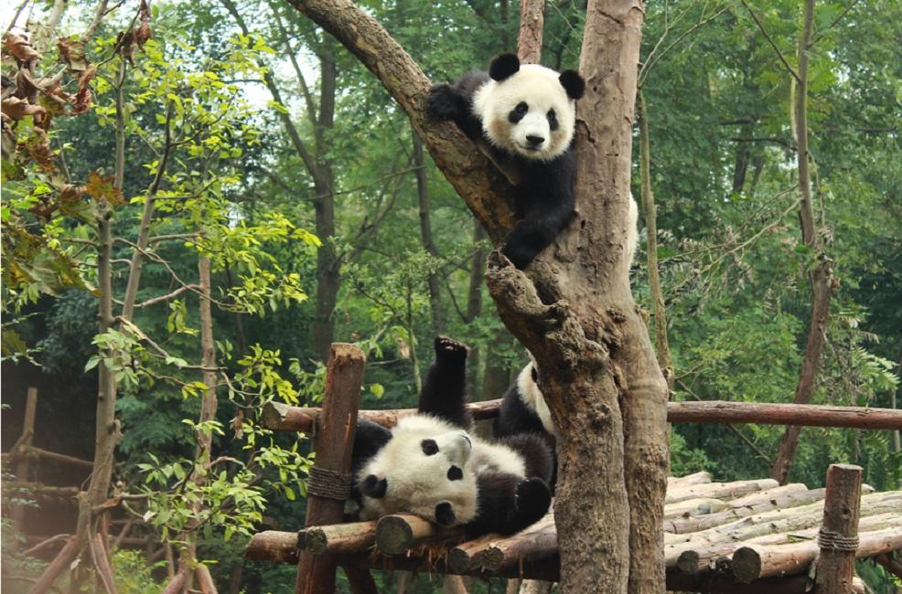 大熊猫为什么被视为中国的国宝?（原因是啥）