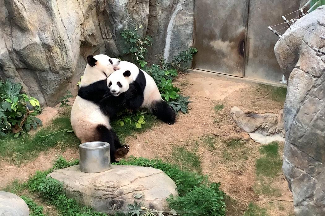 大熊猫为什么被视为中国的国宝?（原因是啥）