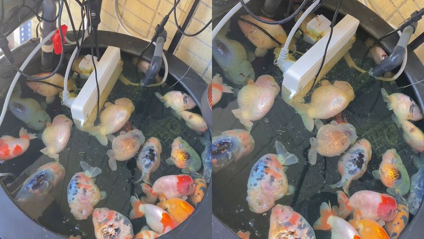 电插排掉进鱼缸 26条金鱼被煮熟