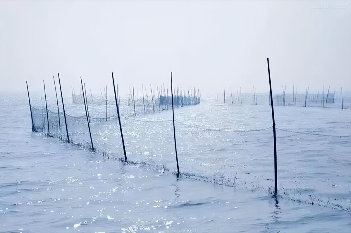 官方回应鄱阳湖现巨型“地笼阵”