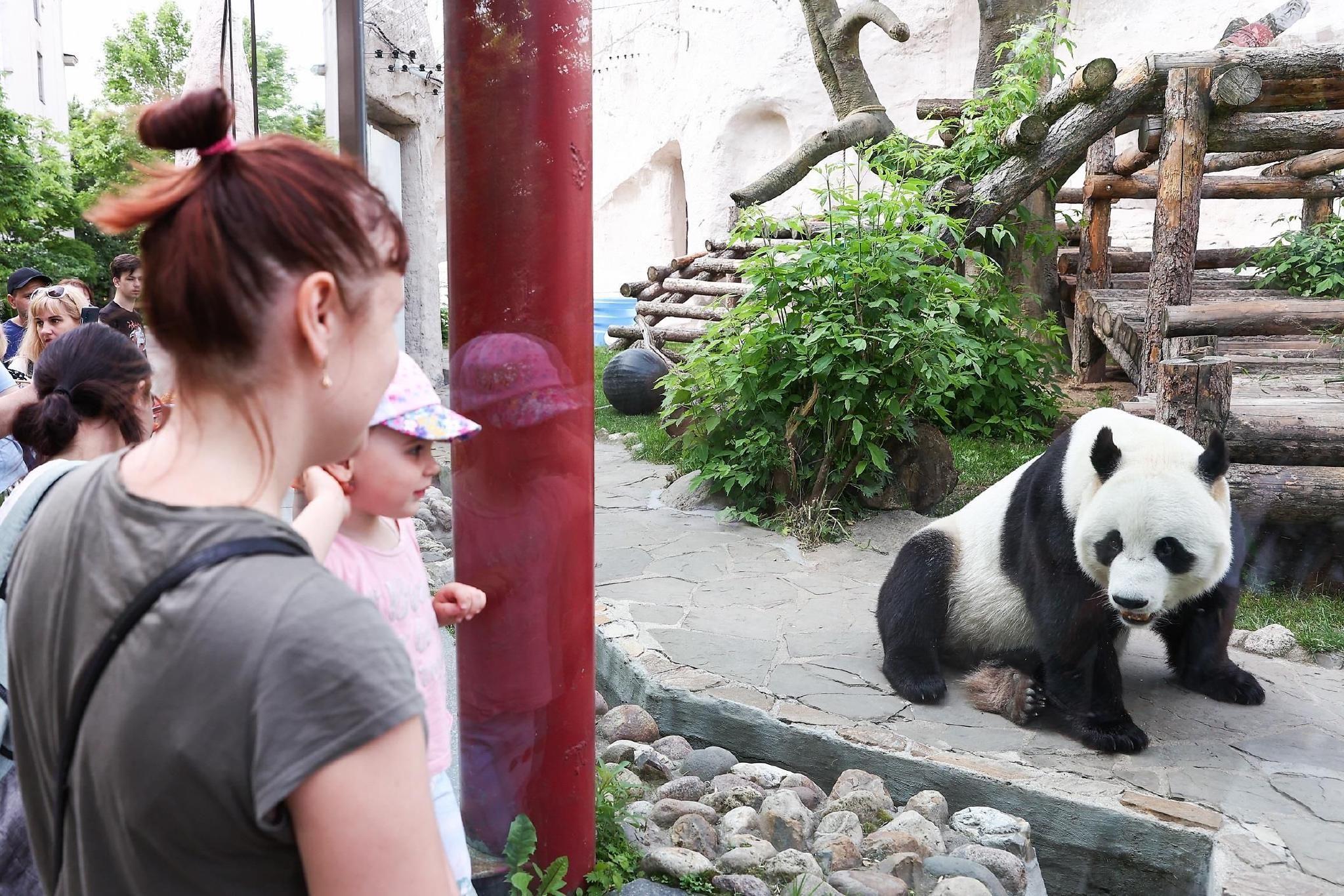 熊猫吃什么 熊猫爱吃什么食物