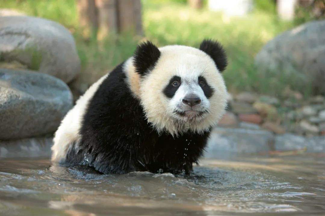 熊猫吃什么 熊猫爱吃什么食物