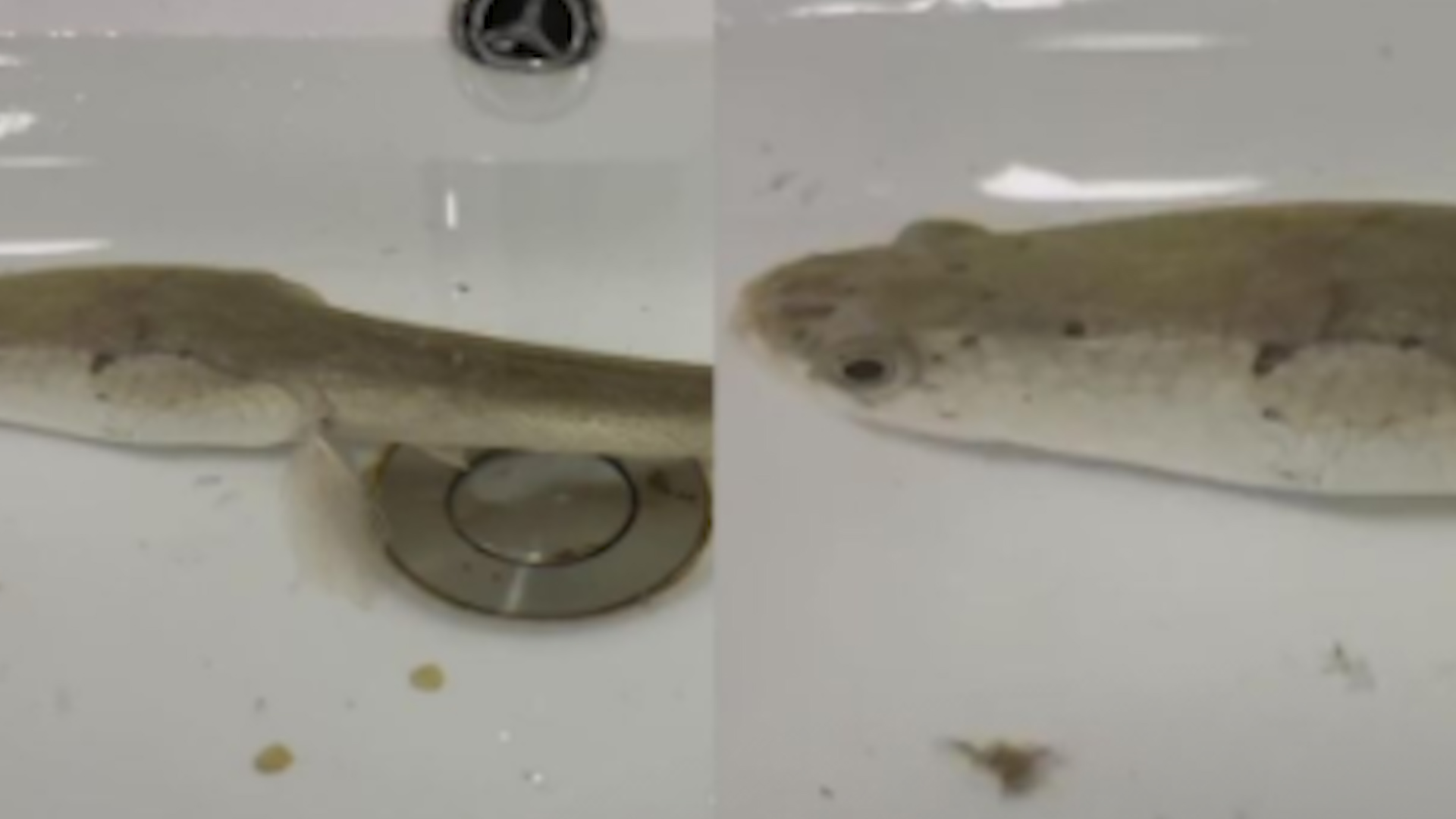 黑鱼被遗忘洗手间存活11个月掉色，目前已放生