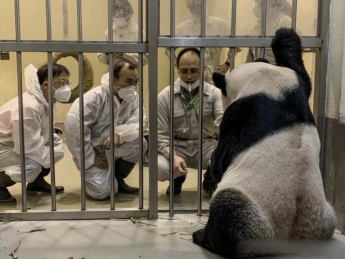 大陆专家已抵台探视熊猫“团团”，给大熊猫医疗照管提供建议