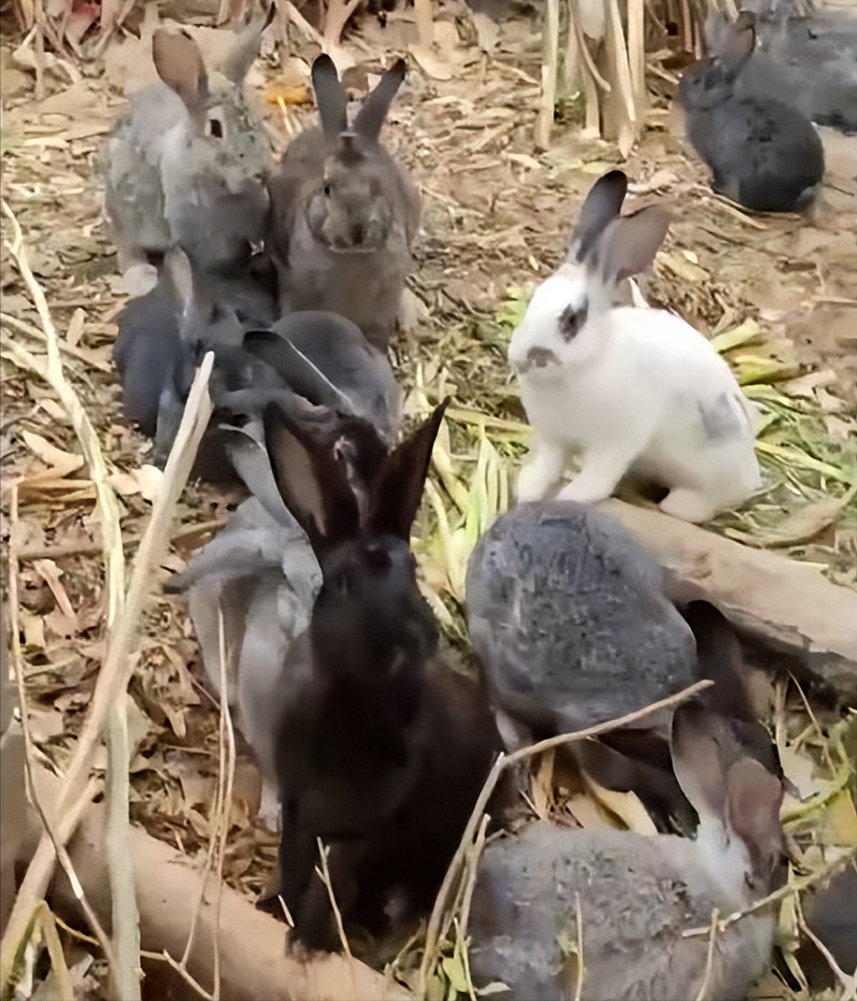 男子捡回3只兔子7个月繁殖近百只，兔子的繁殖能力有多强