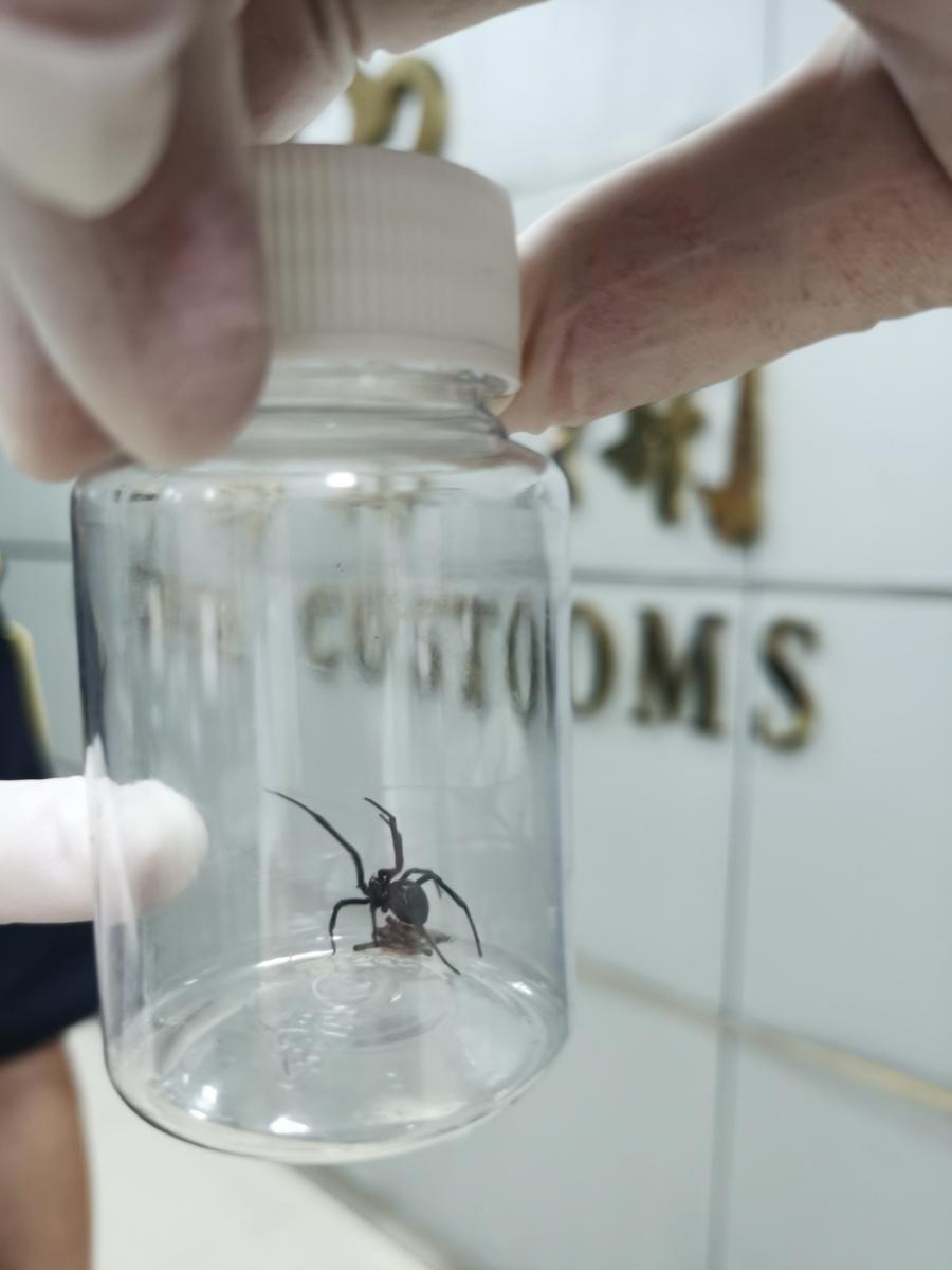 厦门海关截获1只活体黑寡妇，黑寡妇蜘蛛有多危险？