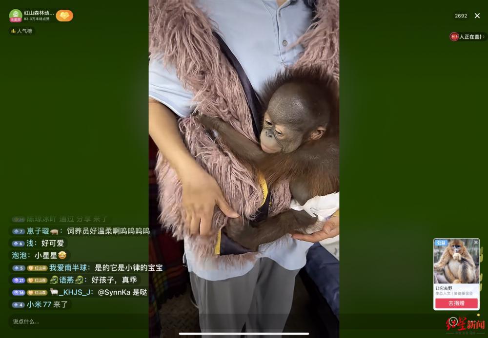 南京一动物园直播筹款：揭不开锅了，已筹近263万元