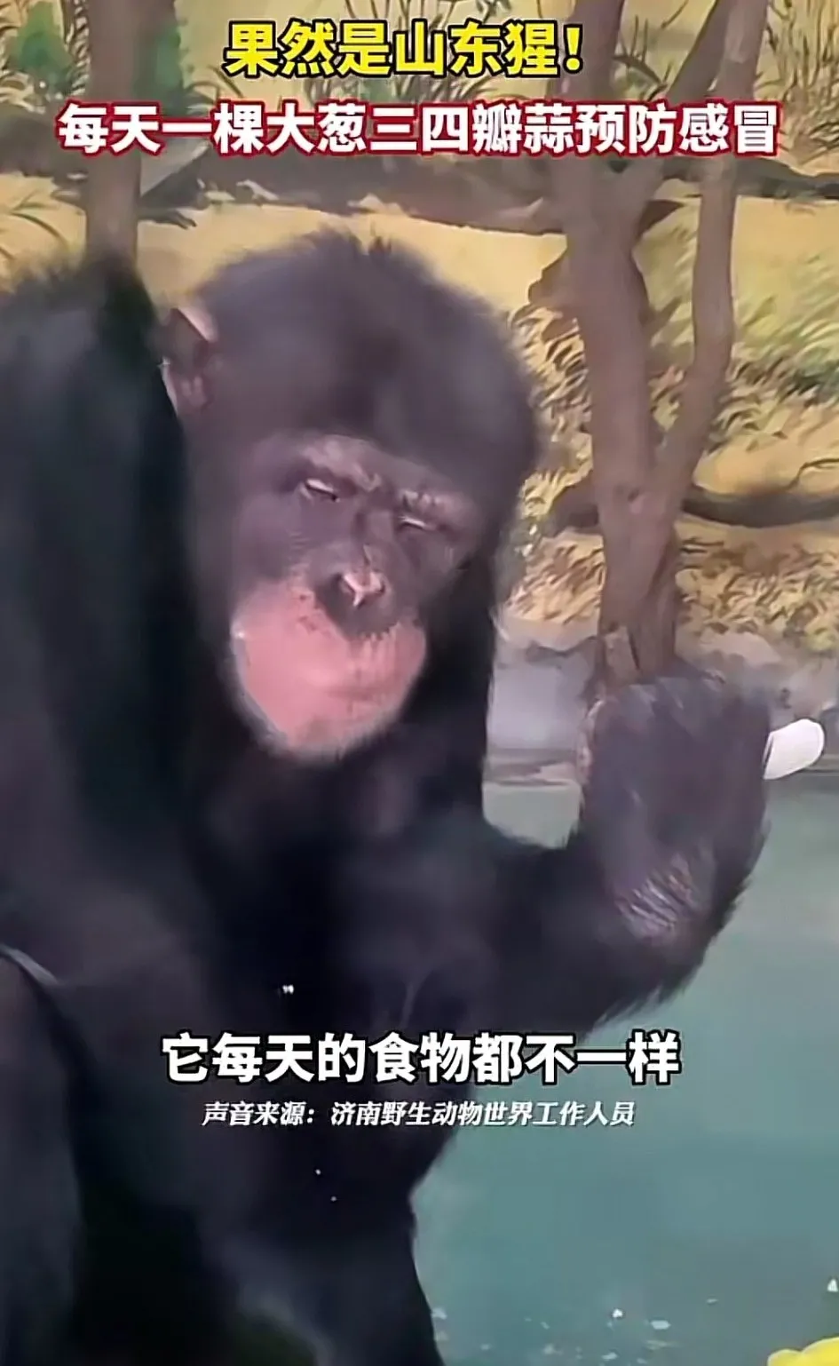 山东黑猩猩一天一棵大葱三四瓣蒜