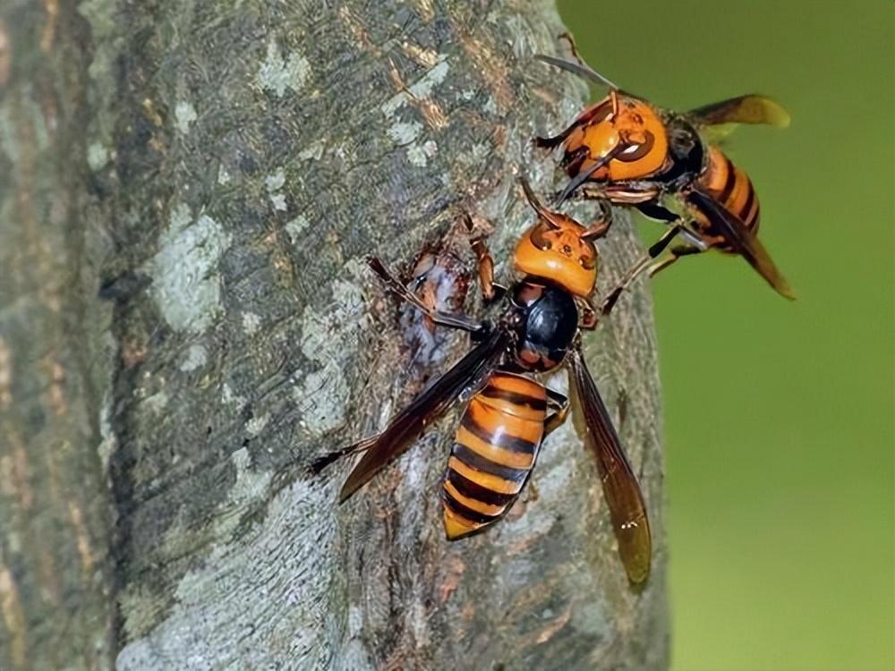 虎头蜂有哪些种类  虎头蜂有几种