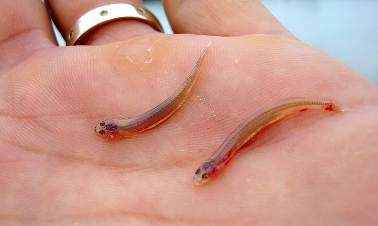 最小的鲶鱼是什么鲶鱼