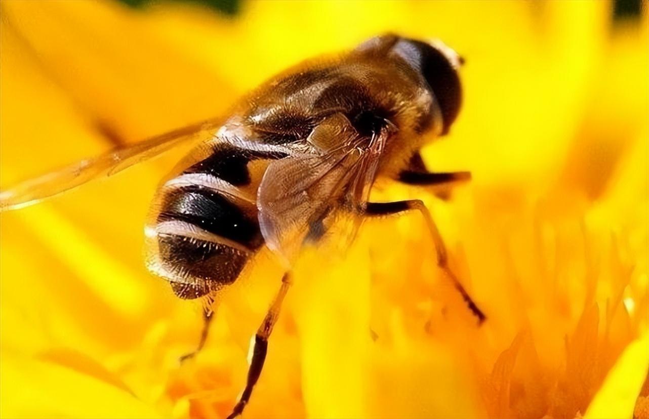 蜜蜂几条腿（一只蜜蜂几条腿）