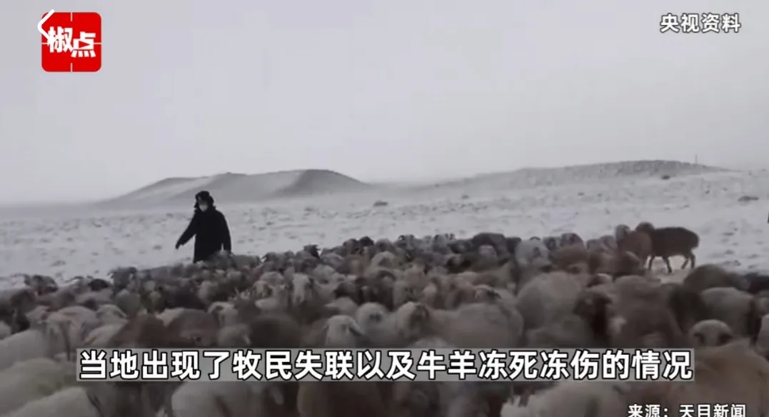 媒体：新疆暴雪 有牧民失联牛羊冻死