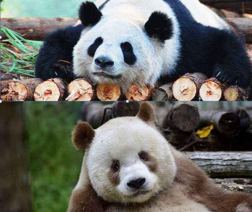 大熊猫为什么是中国的国宝（原因）
