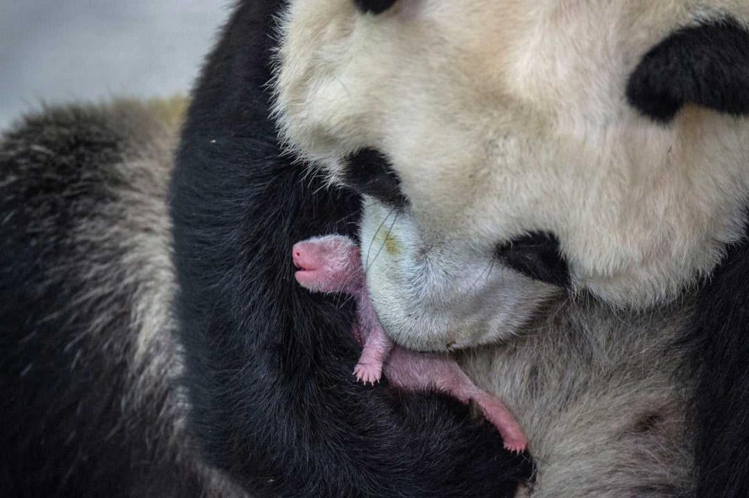 大熊猫为什么是中国的国宝（原因）